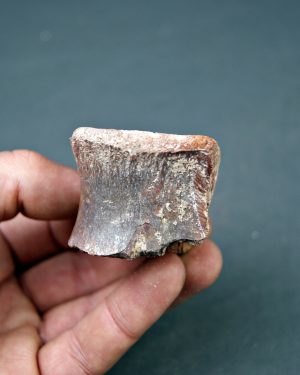 Vértebra de dinosaurio kem kem