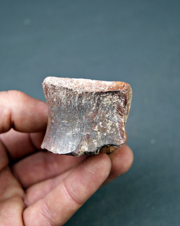 Vértebra de dinosaurio kem kem