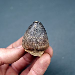 Mosasaurus globidens