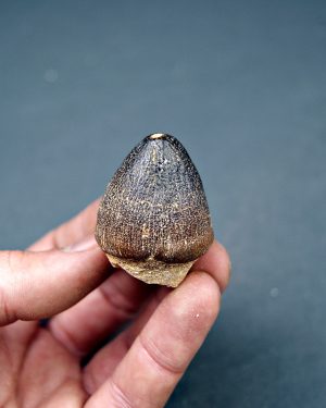 Mosasaurus globidens