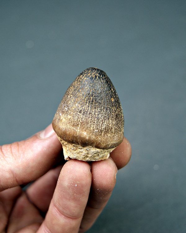 Mosasaurus globidens