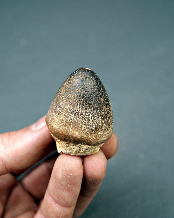 Mosasaurus globidens