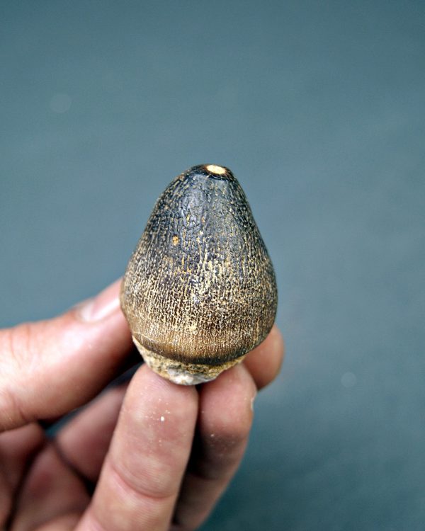 Mosasaurus globidens