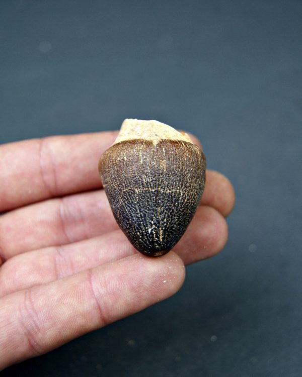 Mosasaurus globidens