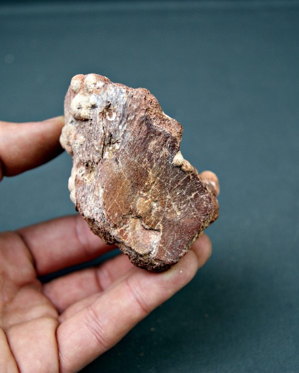 Vértebra parcial de Spinosaurus