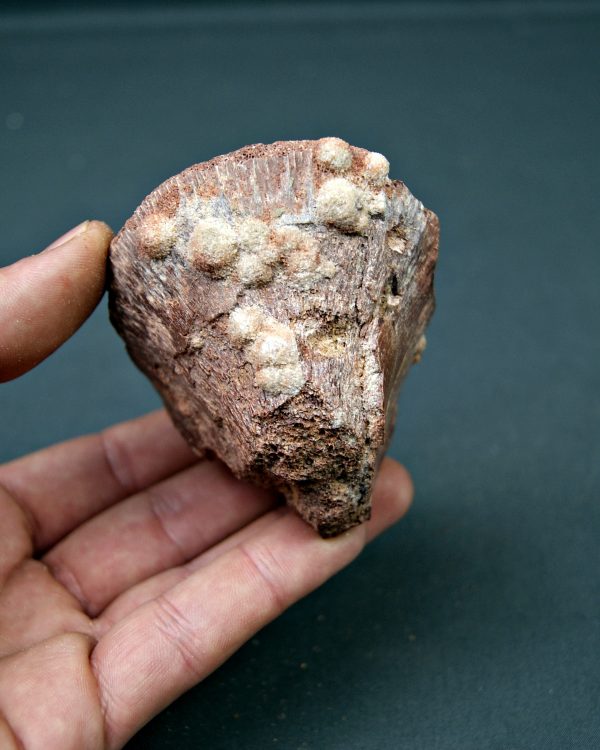 Vértebra parcial de Spinosaurus