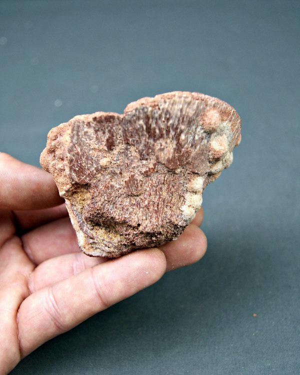 Vértebra parcial de Spinosaurus