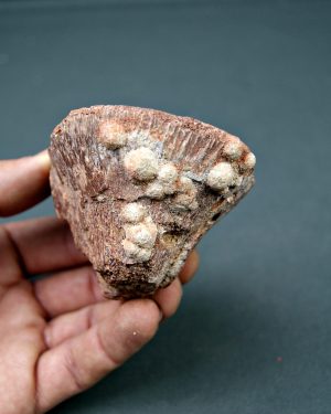 Vértebra parcial de Spinosaurus