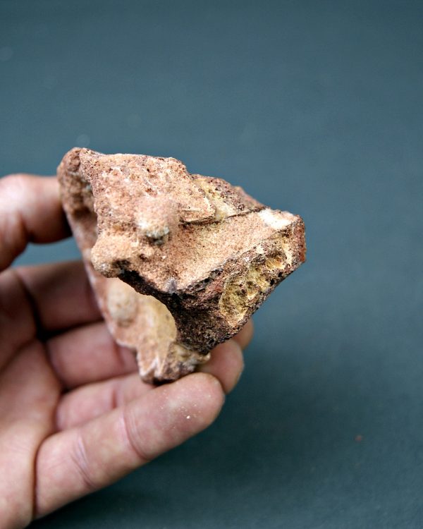 Vértebra parcial de Spinosaurus