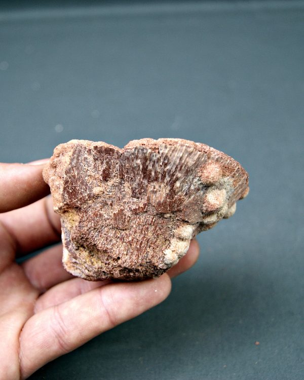 Vértebra parcial de Spinosaurus