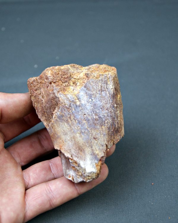 Vértebra de Spinosaurus aegyptiacus