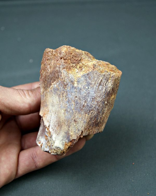 Vértebra de Spinosaurus aegyptiacus