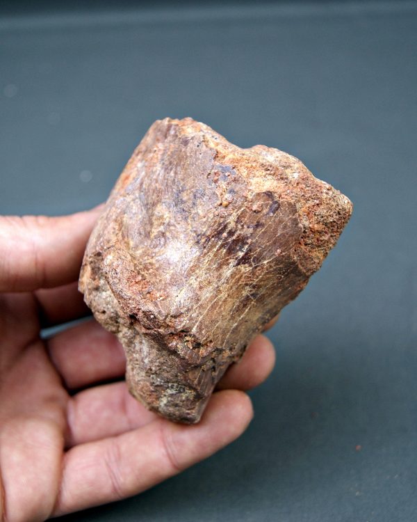 Vértebra de Spinosaurus aegyptiacus