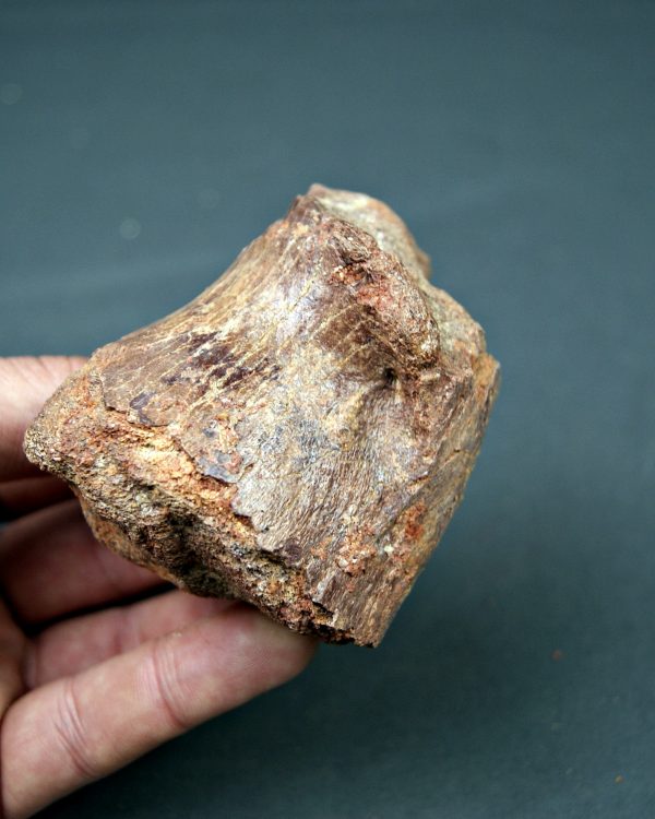 Vértebra de Spinosaurus aegyptiacus