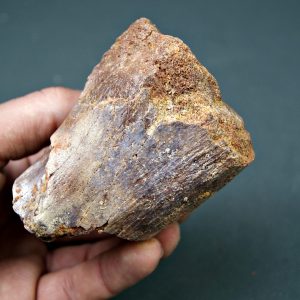 Vértebra de Spinosaurus aegyptiacus