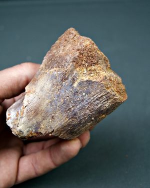 Vértebra de Spinosaurus aegyptiacus