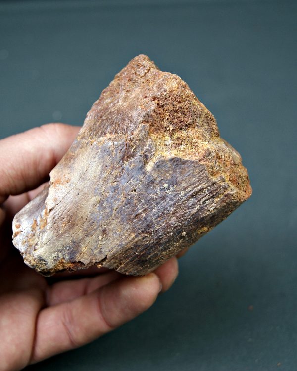 Vértebra de Spinosaurus aegyptiacus