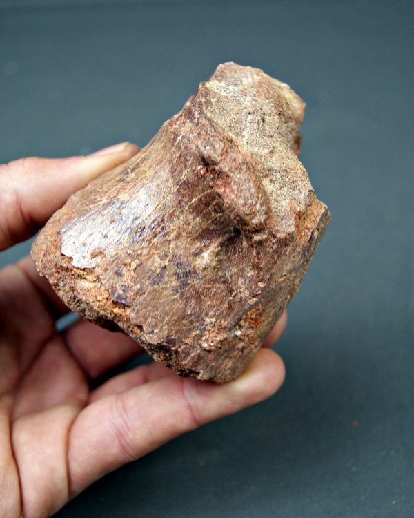 Vértebra de Spinosaurus aegyptiacus