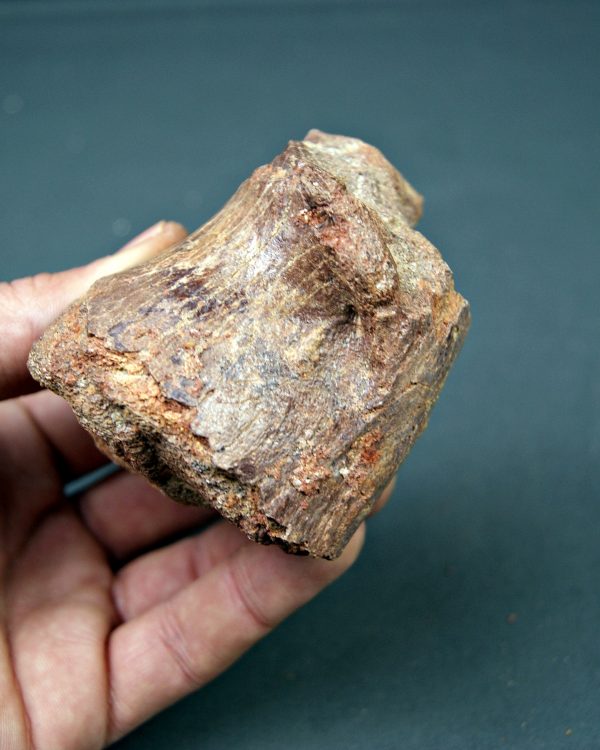 Vértebra de Spinosaurus aegyptiacus