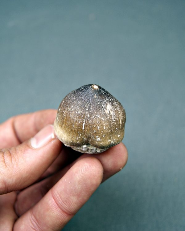 Mosasaurus globidens