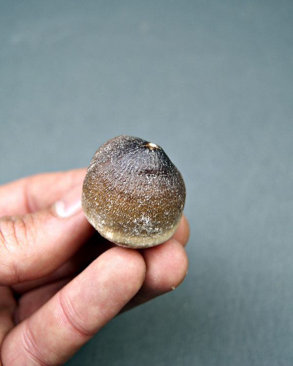 Mosasaurus globidens