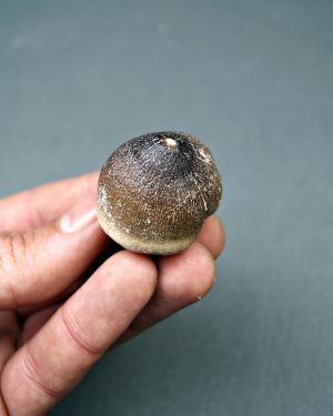 Mosasaurus globidens