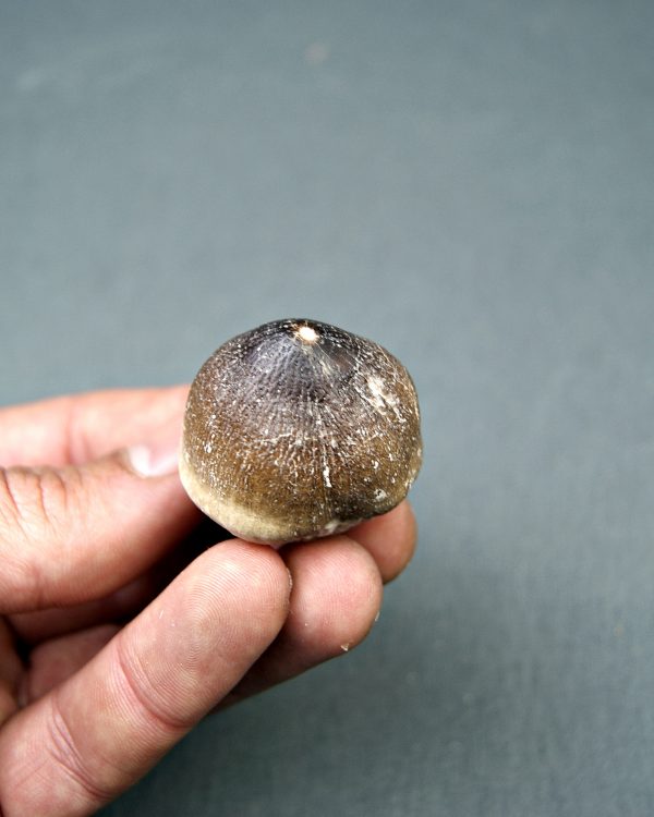 Mosasaurus globidens