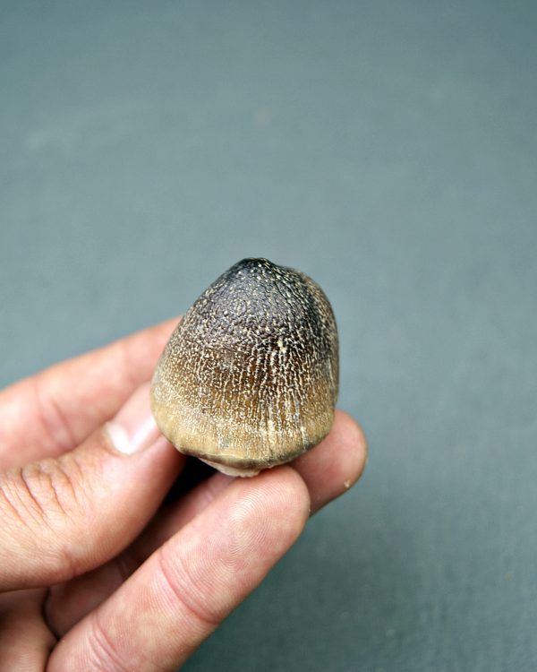 Mosasaurus globidens