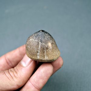 Mosasaurus globidens