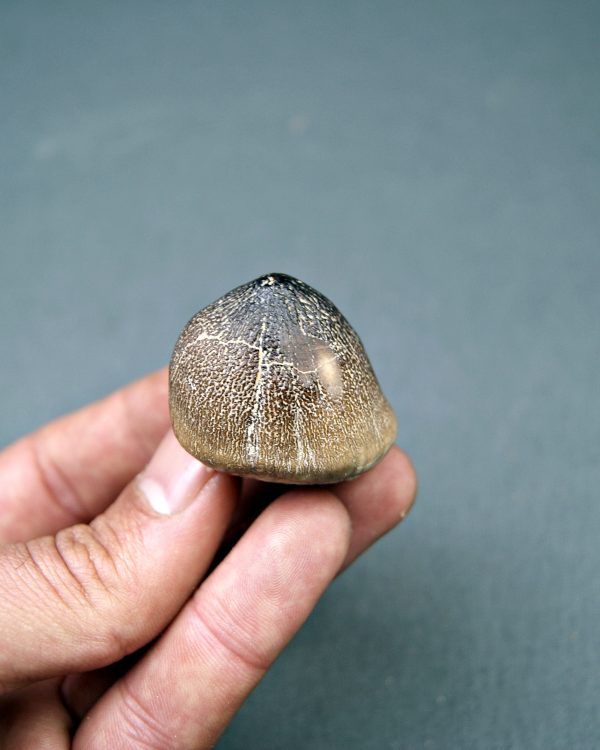 Mosasaurus globidens