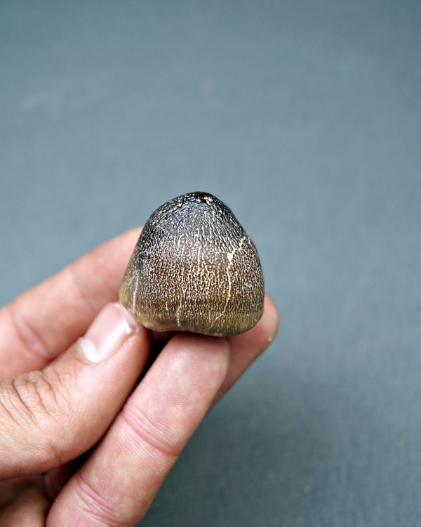 Mosasaurus globidens