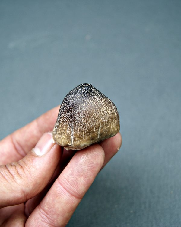 Mosasaurus globidens