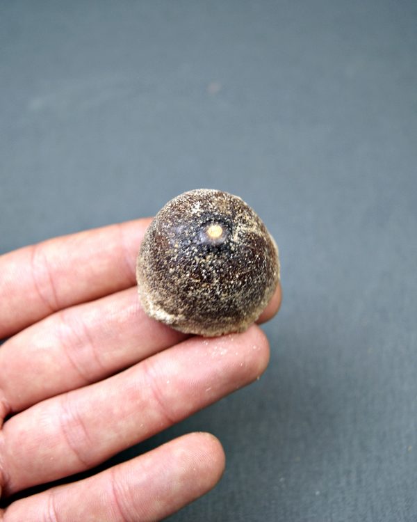 Mosasaurus globidens