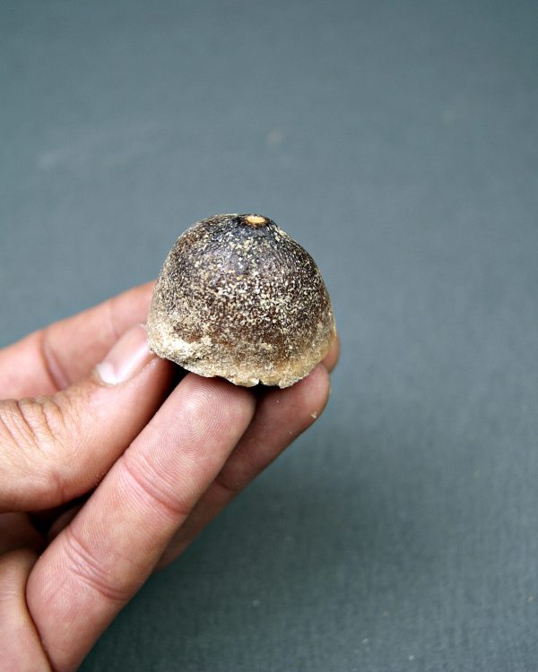 Mosasaurus globidens