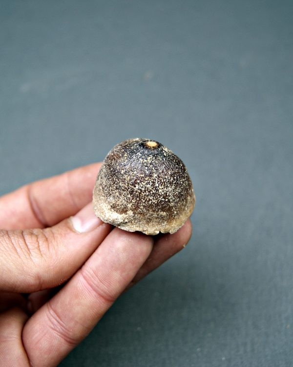 Mosasaurus globidens