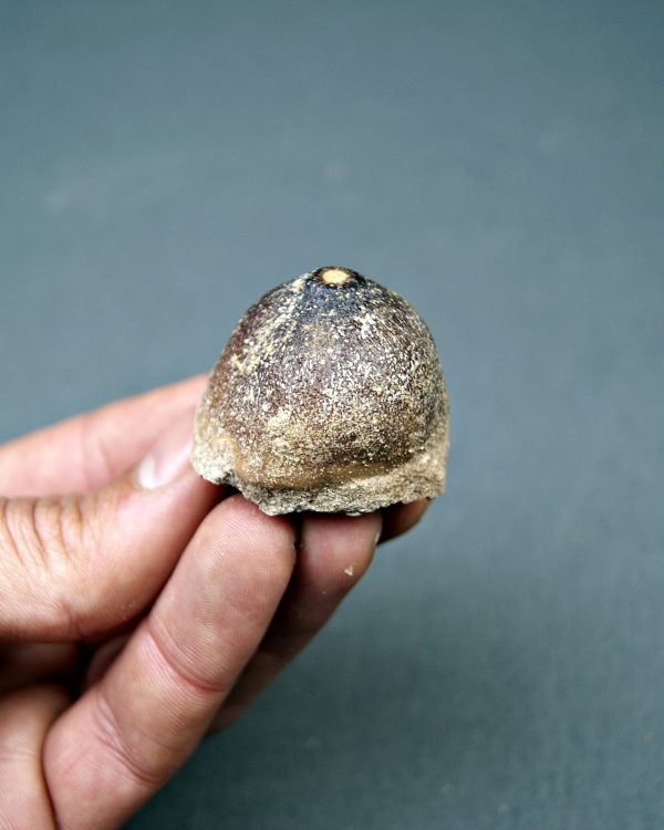 Mosasaurus globidens