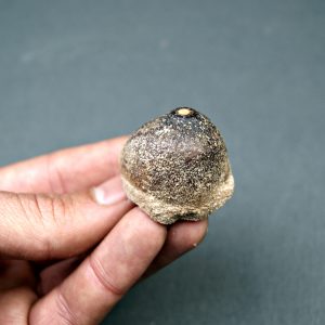 Mosasaurus globidens