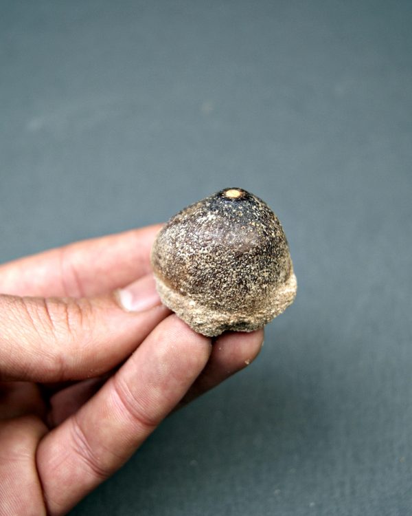 Mosasaurus globidens