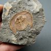 Trilobite Declivolithus