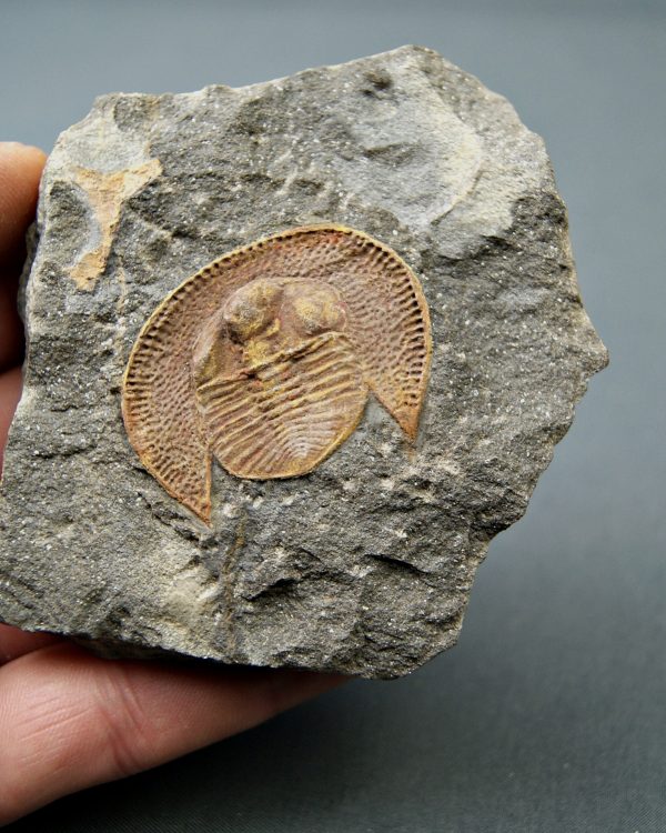 Trilobite Declivolithus