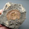 Trilobite Declivolithus