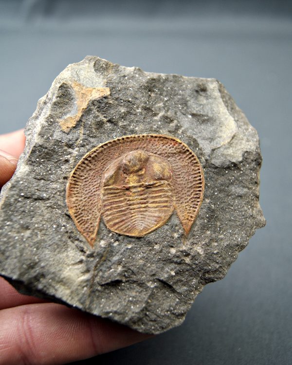 Trilobite Declivolithus
