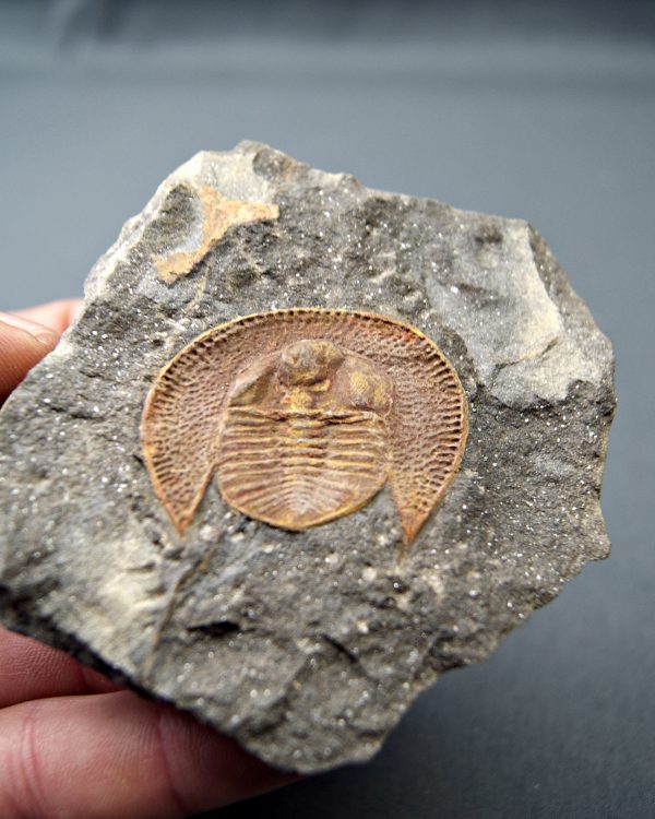 Trilobite Declivolithus