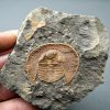 Trilobite Declivolithus