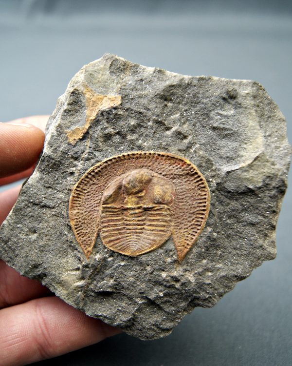 Trilobite Declivolithus
