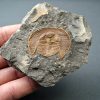 Trilobite Declivolithus