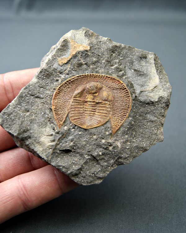 Trilobite Declivolithus