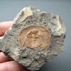 Trilobite Declivolithus