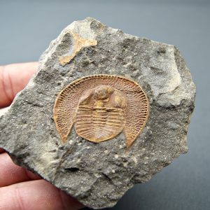 Trilobite Declivolithus