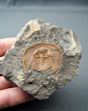 Trilobite Declivolithus